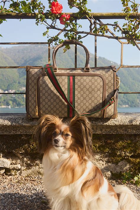 gucci pet tijgers|mytheresa Gucci pets.